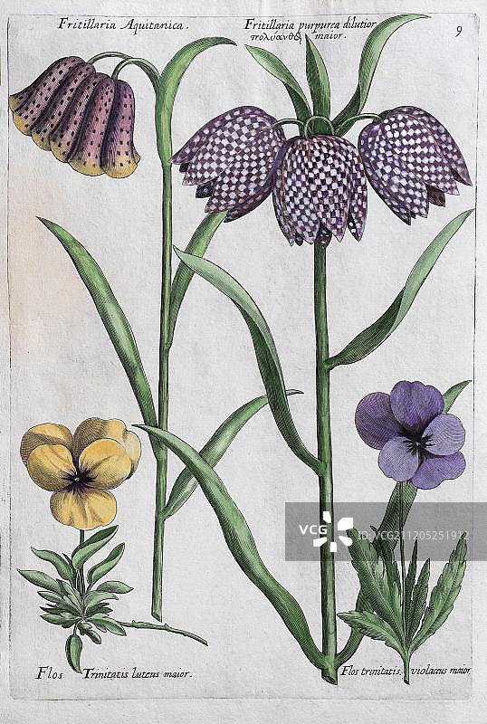 贝母（Fritillaria），手绘铜版画，约翰·西奥多·德·布里，来自Florilegium Novum，1611年，德国，欧洲图片素材