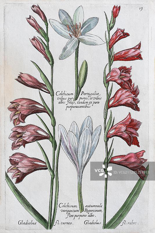 藏红花番红花（Crocus sativus），手绘彩色铜版画，Johann Theodor de Bry，来自Florilegium Novum，1611年，德国，欧洲图片素材