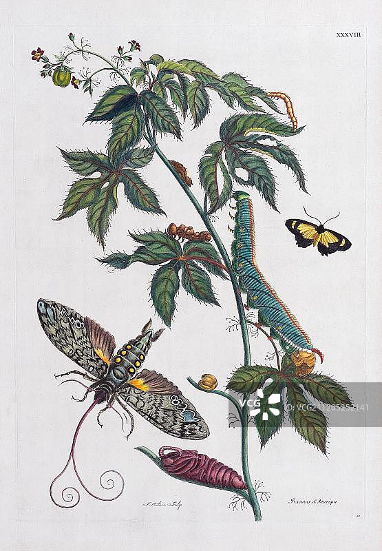 夜蛾科，玛丽亚·西比拉·梅里安手工着色铜版画《苏里南昆虫变态》中的昆虫变形，荷兰阿姆斯特丹，1705年图片素材