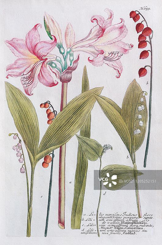 贝拉多娜百合图片素材