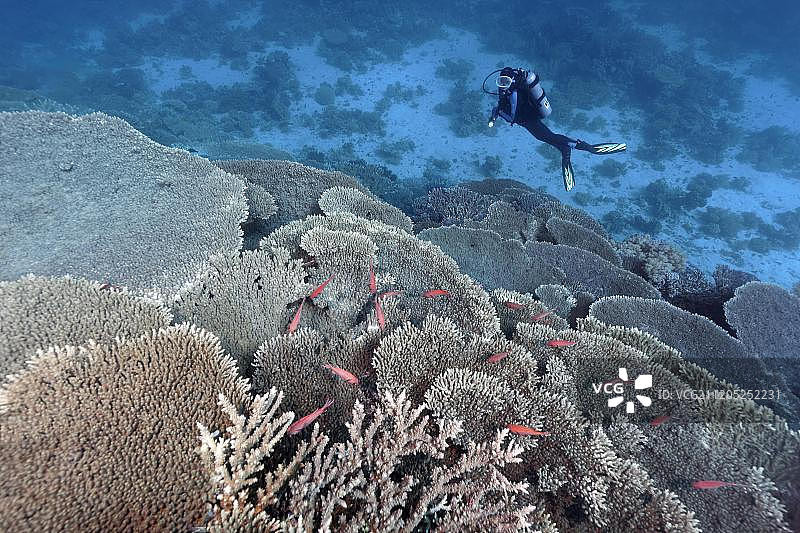 潜水员在红海观察珊瑚礁图片素材