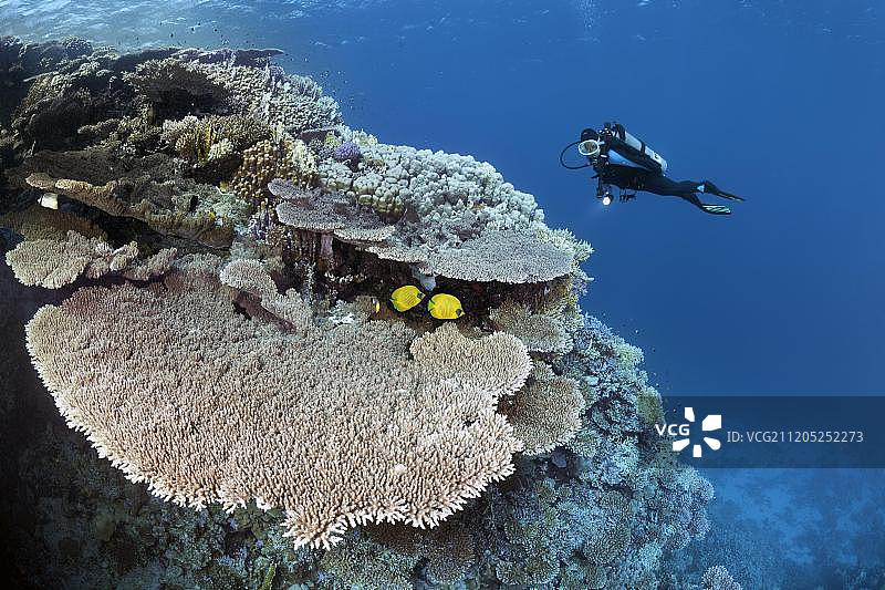 潜水员观赏珊瑚礁，塞浦路斯珊瑚(粗壮轴孔珊瑚)，一对蓝纹蝴蝶鱼，红海，埃及，非洲图片素材