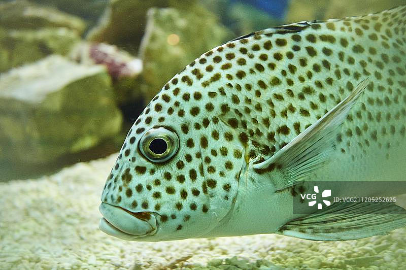 在水族馆中游泳的哈lequin甜唇鱼（Plectorhinchus chaetodonoides），动物肖像，圈养，德国，欧洲图片素材