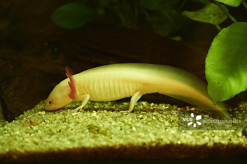 水族箱中的墨西哥钝口螈，圈养，德国，欧洲图片素材