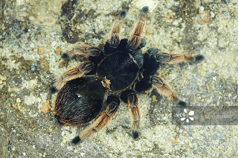 智利玫瑰发狼蛛（Grammostola rosea），圈养，德国，欧洲图片素材