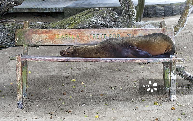 加拉帕戈斯海狮在长椅上睡觉，伊莎贝拉岛，厄瓜多尔，南美洲图片素材