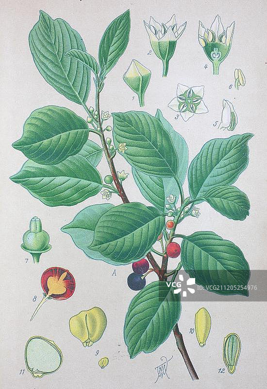 欧洲鼠李，1885年的历史插图，德国，欧洲图片素材