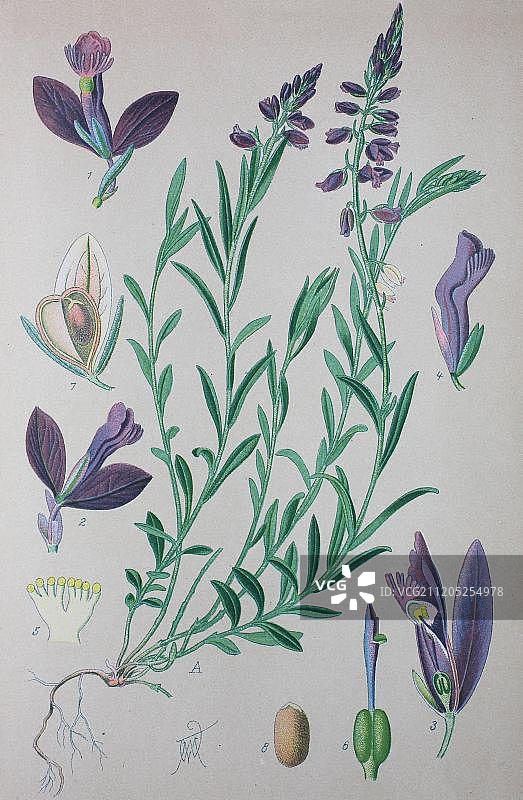 普通远志（Polygala vulgaris），1885年的历史插图，德国，欧洲图片素材