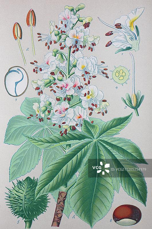 马栗树（七叶树），1885年的历史插图，德国图片素材