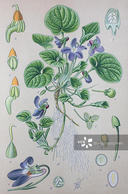 香堇菜，1885年德国历史插图图片素材