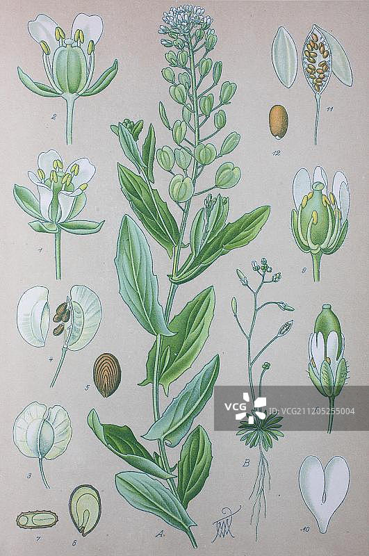 菥蓂（Thlaspi arvense），1885年的历史插图，德国，欧洲图片素材