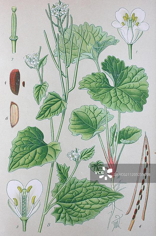 1885年德国西洋菜历史插图图片素材