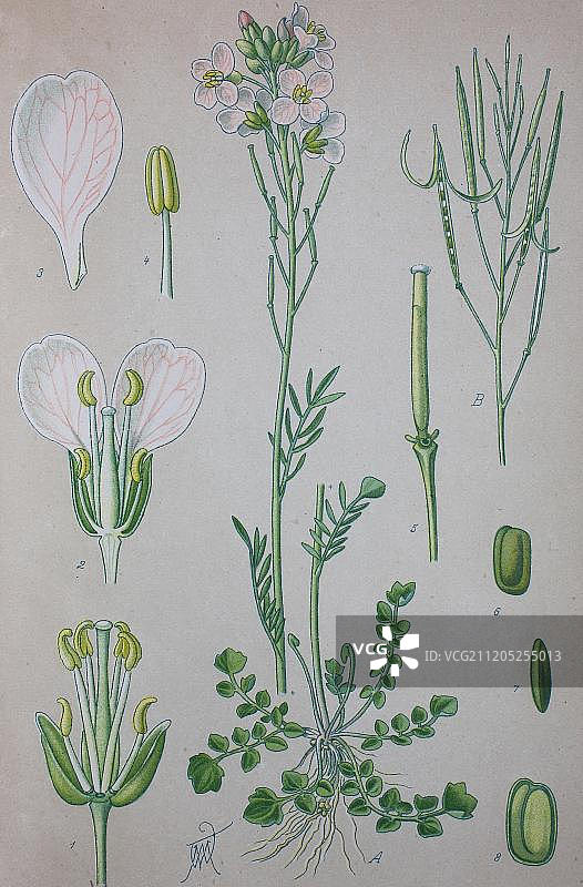 1885年德国欧洲历史插图：水田芥图片素材