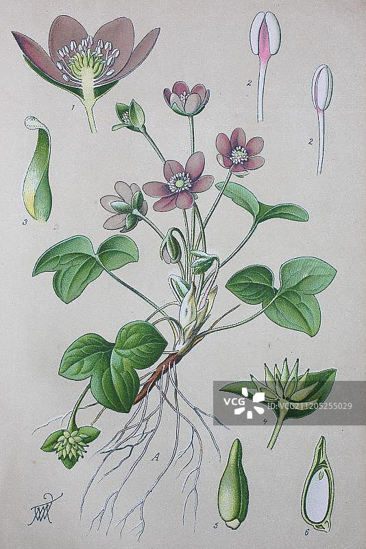 欧洲菟葵（Hepatica nobilis），1885年的历史插图，德国，欧洲图片素材