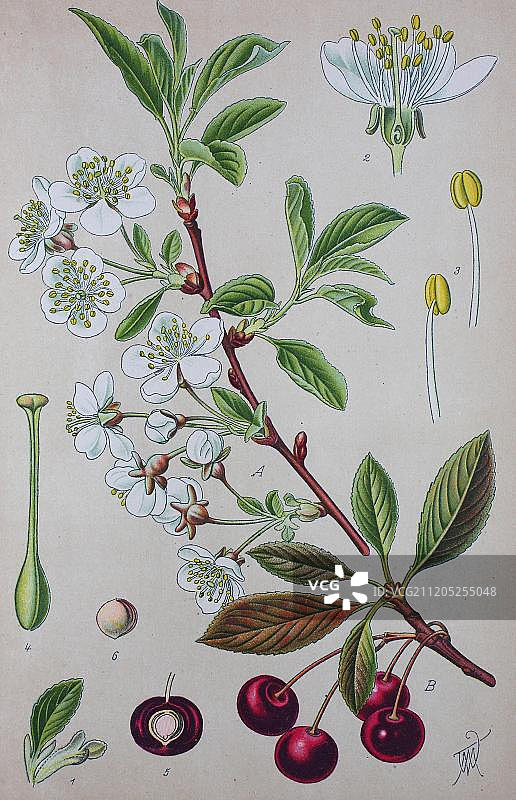酸樱桃（Prunus cerasus），1885年德国欧洲历史插图图片素材