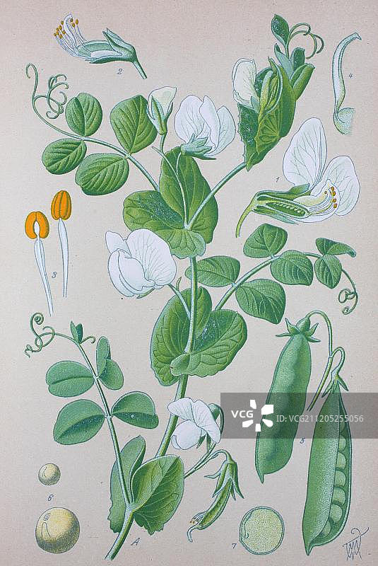 豌豆（Pisum sativum）1885年历史插图图片素材