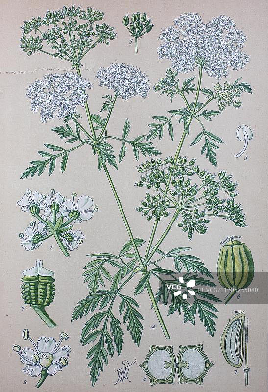 毒芹，1885年历史插图，德国，欧洲图片素材
