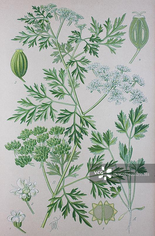 毒芹，1885年的历史插图，德国，欧洲图片素材