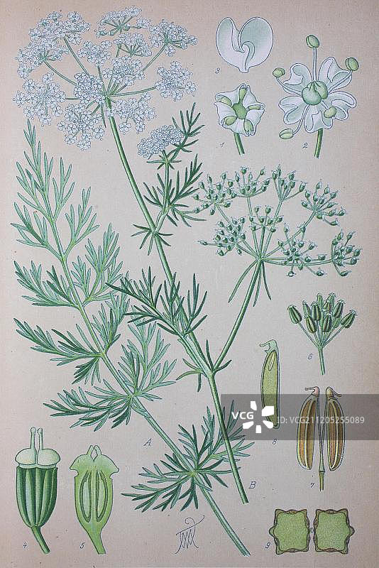 葛缕子（Carum carvi），1885年的历史插图，德国，欧洲图片素材