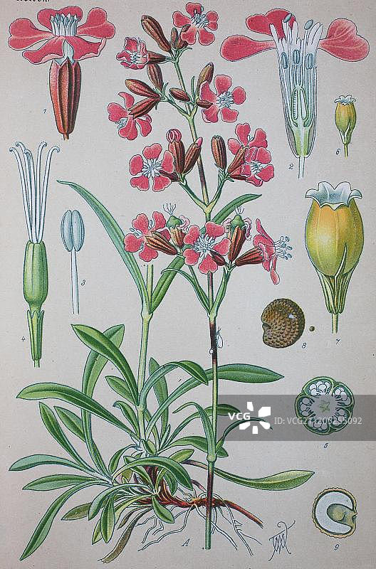 粘蝇草（Silene viscaria），1885年的历史插图，德国，欧洲图片素材
