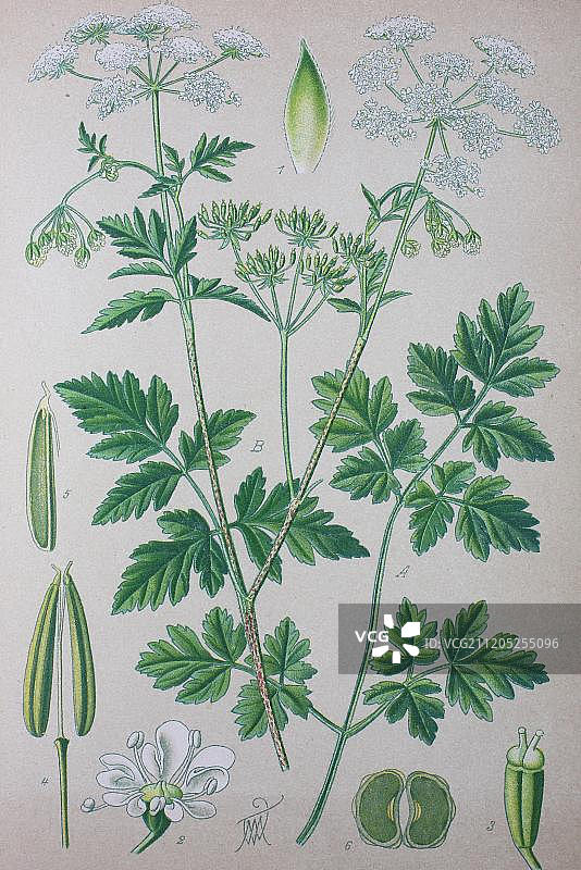 粗糙的细叶芹（山萝卜），1885年的历史插图，德国，欧洲图片素材