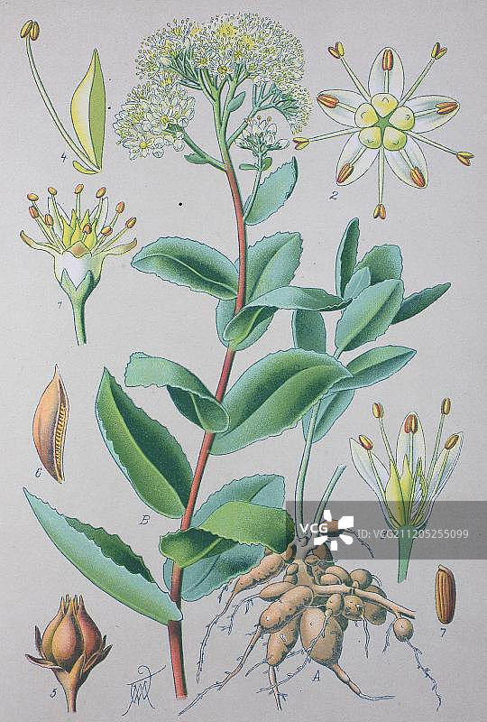 白色景天（Sedum album），1885年的历史插图，德国，欧洲图片素材