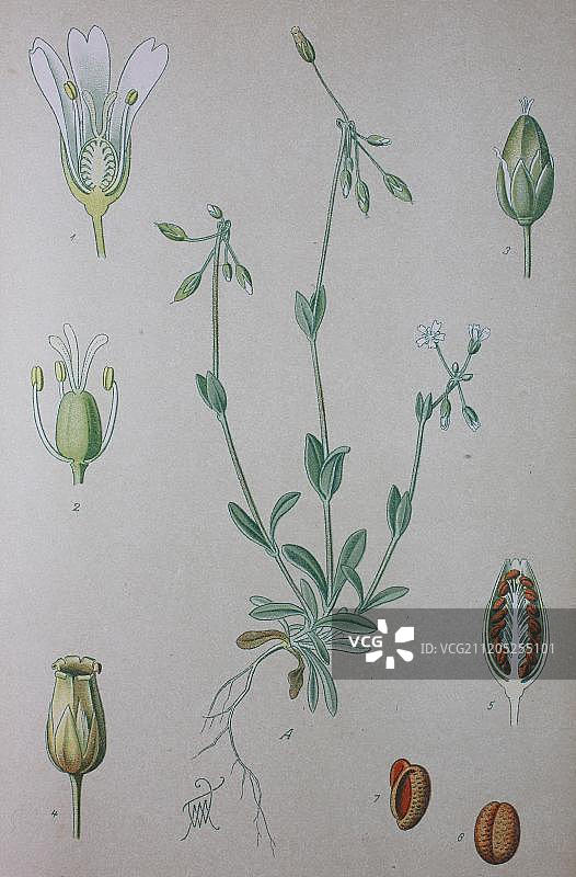 伞形卷耳（Holosteum umbellatum）1885年历史插图，德国，欧洲图片素材
