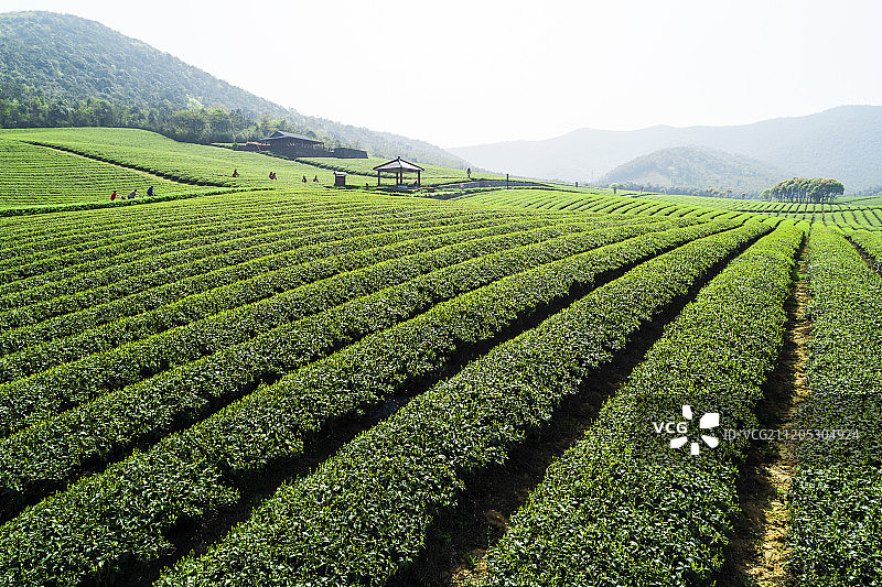 江苏省无锡茶园图片素材