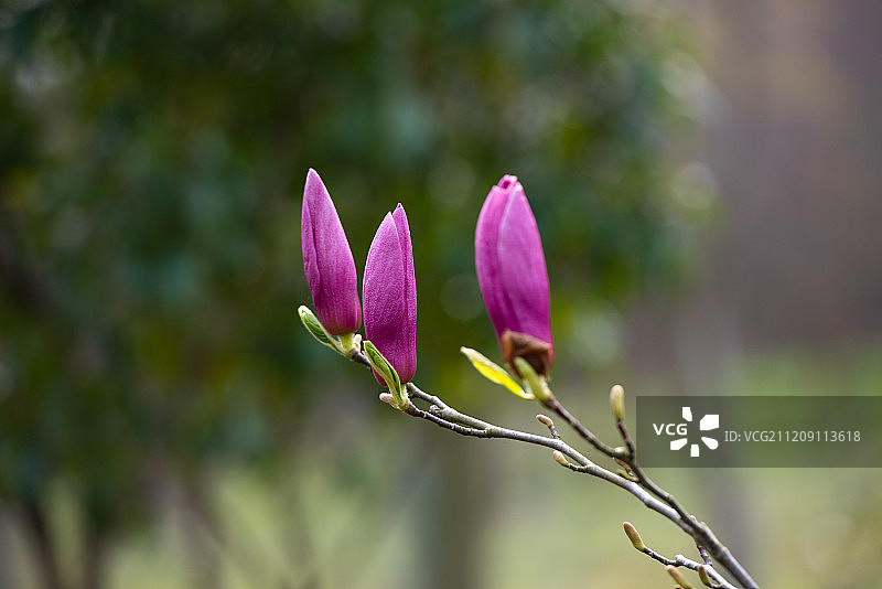 含苞待放的紫玉兰图片素材