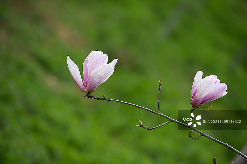 盛开的紫玉兰图片素材
