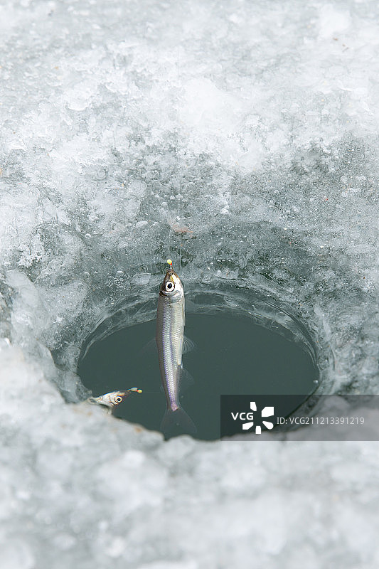冰鱼，冰上钓鱼，冰窟窿图片素材