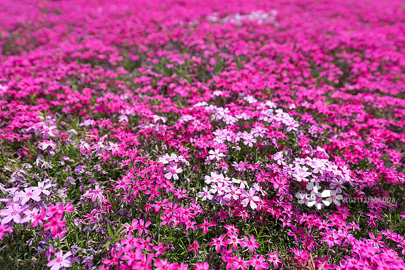 绣球花图片素材