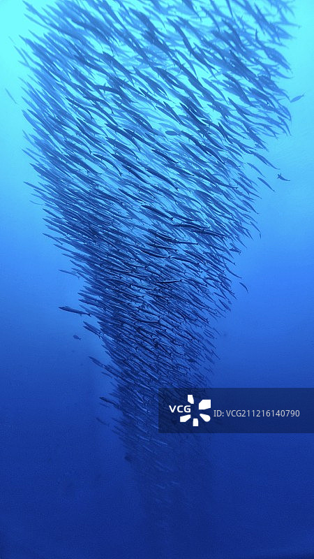 印尼海洋中的鱼群图片素材
