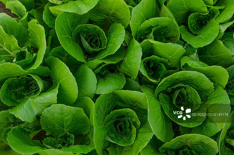 菜地里的有机蔬菜图片素材