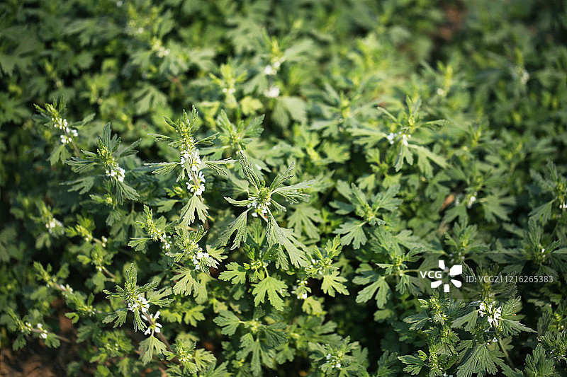 夏至草野草中草药图片素材