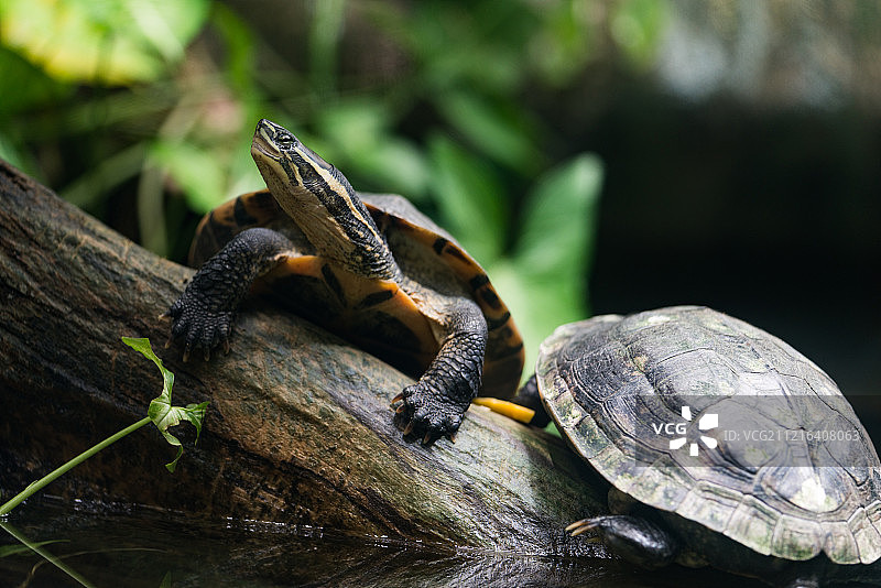 新加坡动物园图片素材