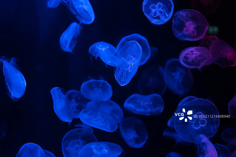 新加坡圣淘沙海洋馆图片素材