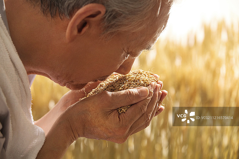 老农民捧着稻谷图片素材
