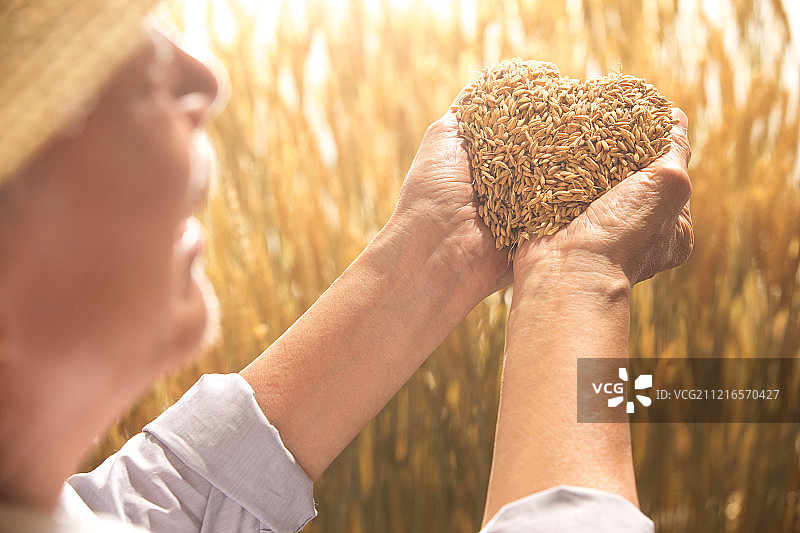 老农民捧着稻谷图片素材