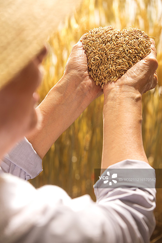 老农民捧着稻谷图片素材