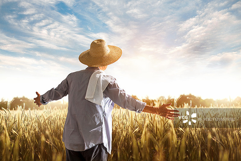 农民在麦田里查看小麦图片素材