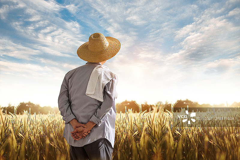 农民在麦田里查看小麦图片素材