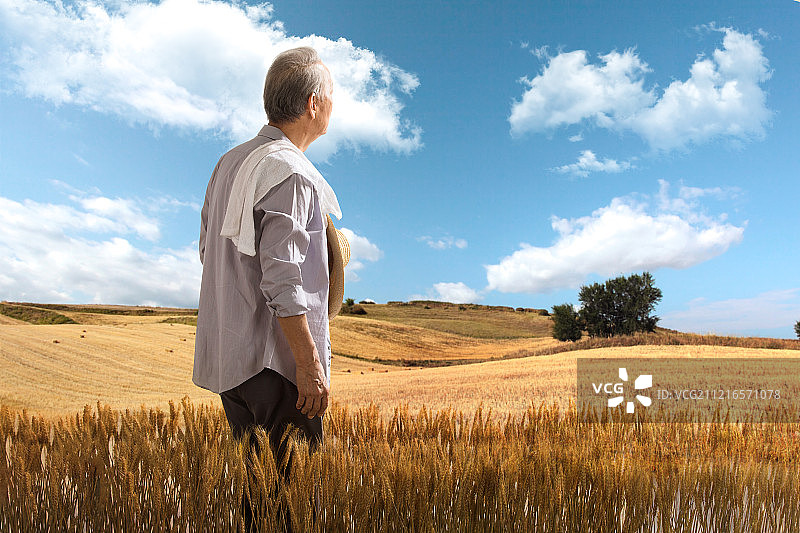 农民在麦田里查看小麦图片素材