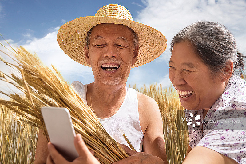 老年夫妇在麦田图片素材