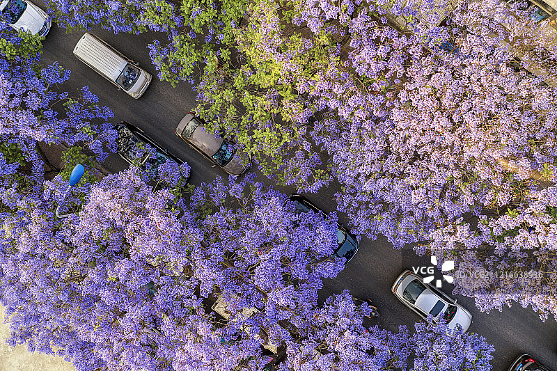 蓝花楹图片素材