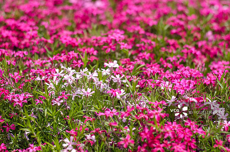 满地的针叶天蓝绣球花图片素材
