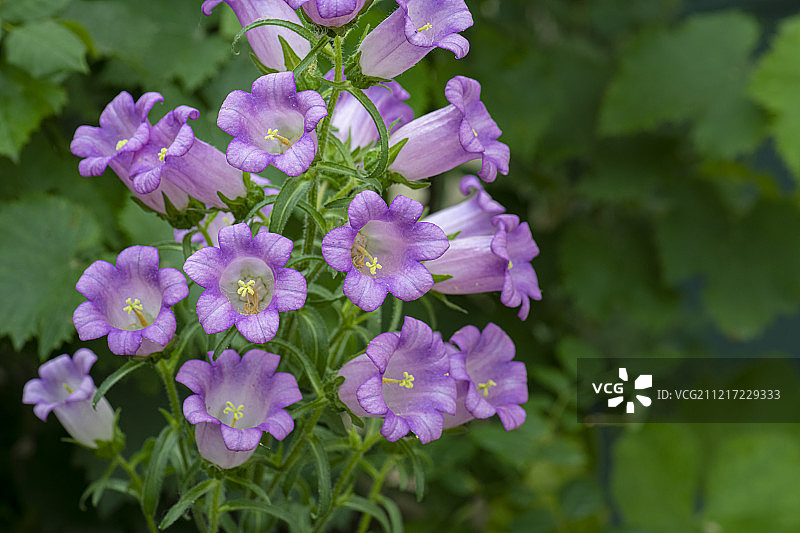 美丽的风铃花图片素材