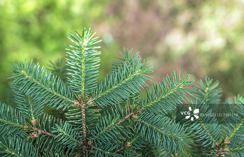 夏季绿色的松树松枝背景图片素材