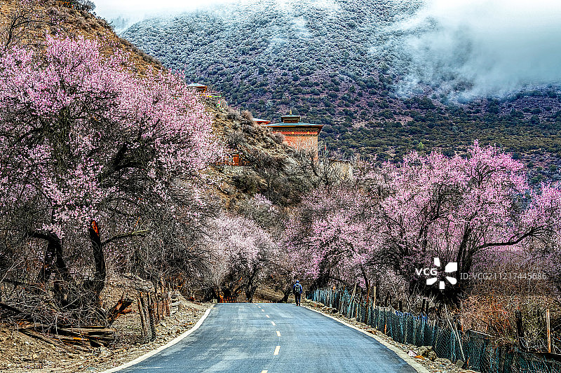 林芝桃花图片素材