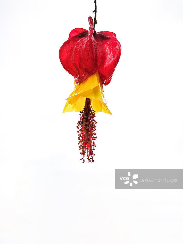 红萼苘麻图片素材